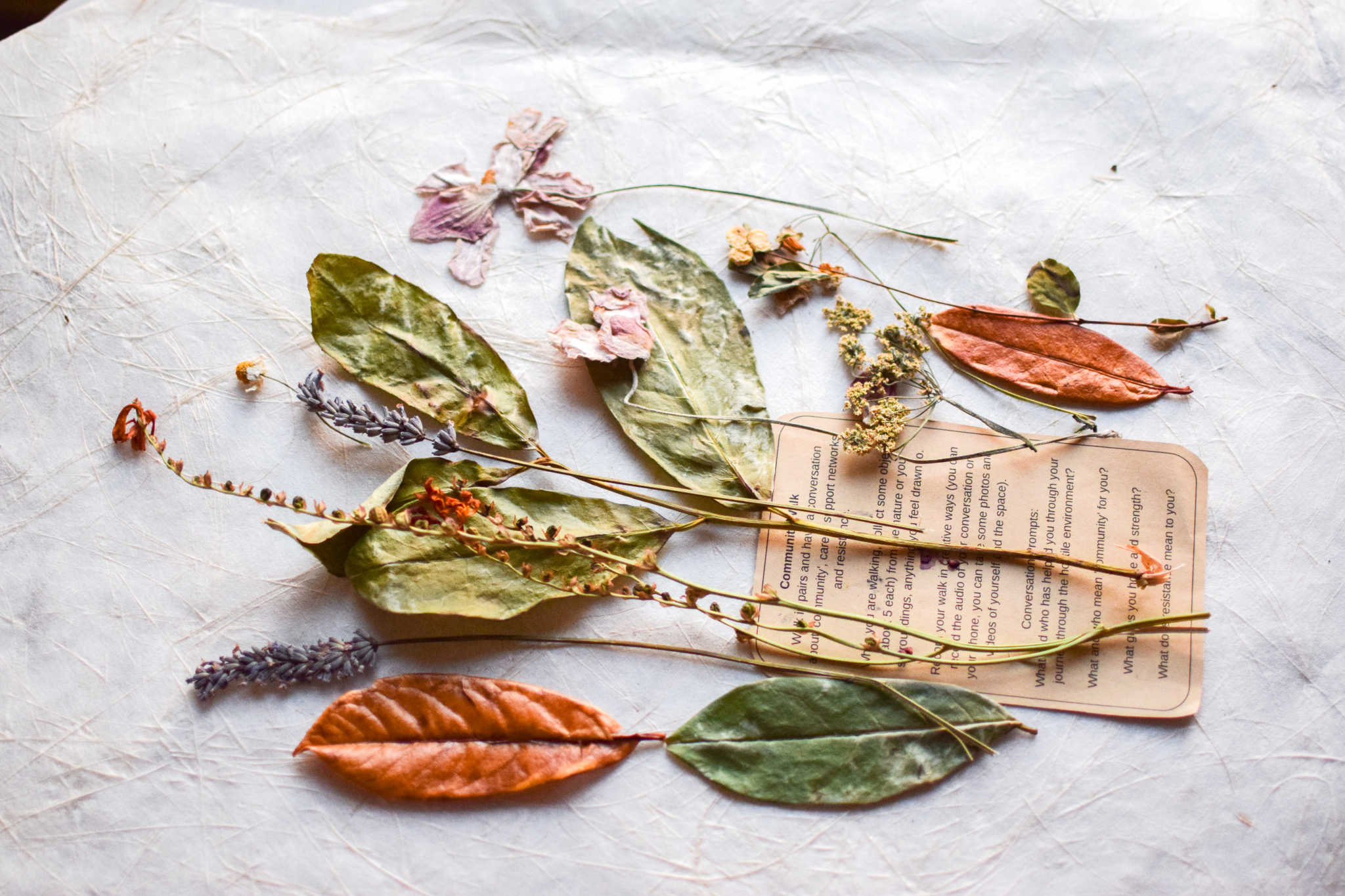 Image 7: Some of the flowers and leaves collected during the weekend after being dried for six months. ©Rebekka Hölzle