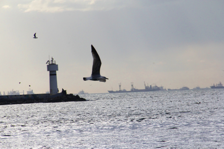 A seagull flying over the sea. Photograph taken by Burhan (Mimbic, 15) at Kadıköy, Istanbul 2016.